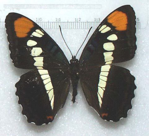 Schmetterling